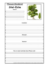 Pflanzensteckbrief-Stiel-Eiche.pdf
